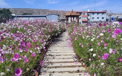 美人吟免费观看